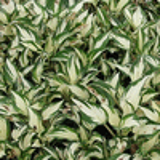 101395 - HOSTA 'Fire and Ice'