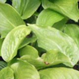 101413 - HOSTA plantaginea var. japonica (grandiflora)