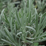 101647 - LAVANDULA angustifolia (vera)