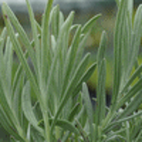 101652 - LAVANDULA angustifolia 'Nana Alba'