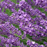 5030 - LAVANDULA angustifolia 'HIDCOTE'
