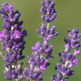 5046 - LAVANDULA angustifolia 'DWARF BLUE'