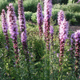 101701 - LIATRIS spicata 'Floristan Violett'
