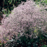101717 - LIMONIUM latifolium