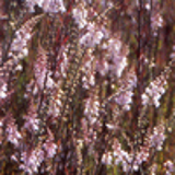 101719 - LINARIA purpurea 'Canon J. Went'