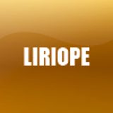 LIRIOPE