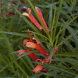 101735 - LOBELIA laxiflora