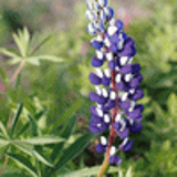 101750 - LUPINUS 'The Governor' ('Le Gentilhomme')