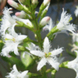 101816 - MENYANTHES trifoliata
