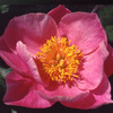 102007 - PAEONIA 'Pink Chalice'