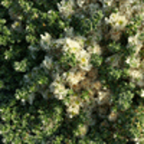 102057 - PARONYCHIA kapela ssp. serpyllifolia