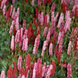 102106 - PERSICARIA affinis 'Donald Lowndes'