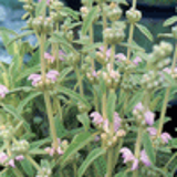 102132 - PHLOMIS purpurea ssp. caballeroi