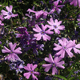 102188 - PHLOX 'Purple Beauty' (Subulata Group)