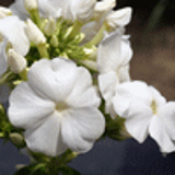 104179 - PHLOX 'White Sparr' (Paniculata Group)