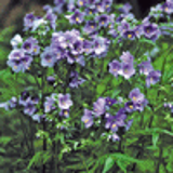 104185 - POLEMONIUM yezoense 'Purple Rain Strain'