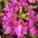 102291 - PRIMULA rosea 'Grandiflora'