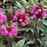 102301 - PRUNELLA grandiflora 'Rubra' (P. vulgaris 'Rubra')