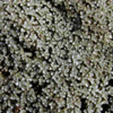102327 - RAOULIA australis