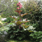 102331 - RHEUM palmatum var. tanguticum