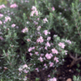 102347 - ROSMARINUS officinalis 'Majorca Pink'