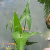 102371 - SAGITTARIA sagittifolia