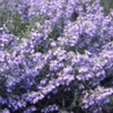 102375 - SALVIA azurea 'Grandiflora'