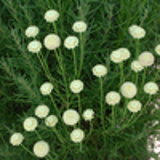 102418 - SANTOLINA rosmarinifolia (virens)
