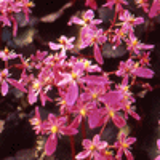 102430 - SAXIFRAGA cortusifolia 'Black ruby'