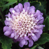 102455 - SCABIOSA columbaria 'Butterfly Blue'