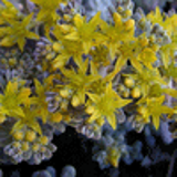 102519 - SEDUM spathulifolium 'Purpureum'