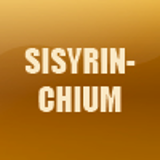 SISYRINCHIUM