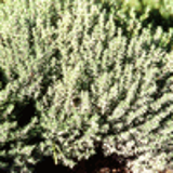 102683 - THYMUS vulgaris feuilles fines