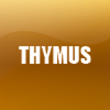 THYMUS