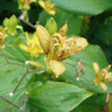 102709 - TRICYRTIS latifolia
