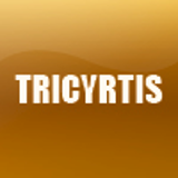 TRICYRTIS