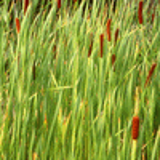 102726 - TYPHA angustifolia