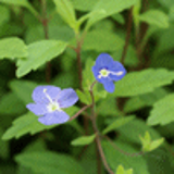 102784 - VERONICA umbrosa 'Georgia Blue' (V. pedunculata)